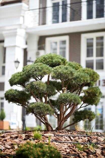 Árbol bonsái Árbol bonsái en el patio de un complejo residencial moderno Árbol bonsái grande