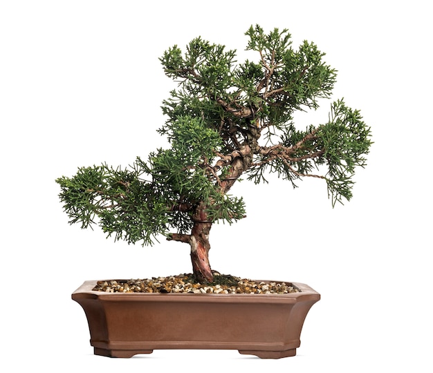 Árbol de los bonsais de enebro, Juniperus, aislado en blanco