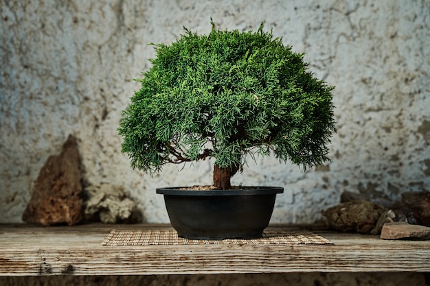 Árbol de los bonsais en una mesa de madera