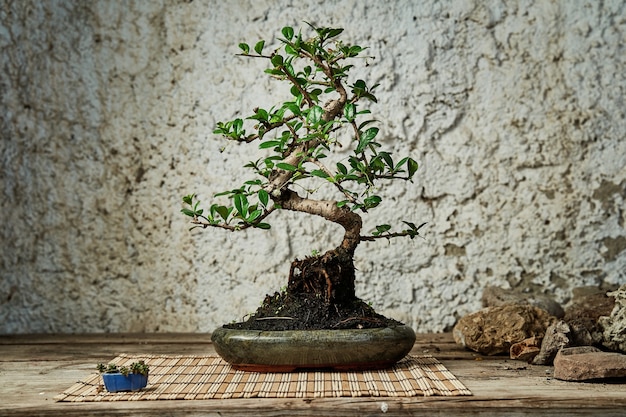 Árbol de los bonsais en una mesa de trabajo para mantenimiento