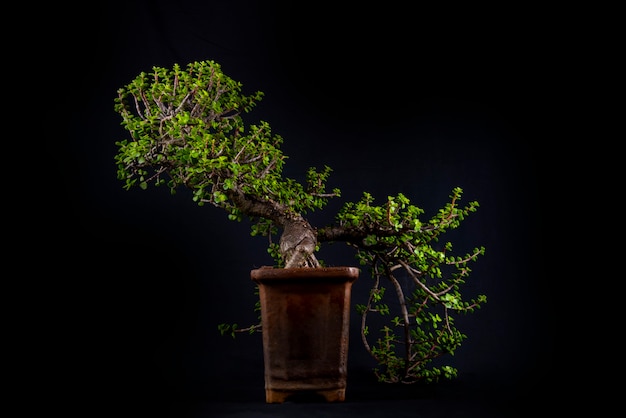 Árbol de los bonsais en una mesa