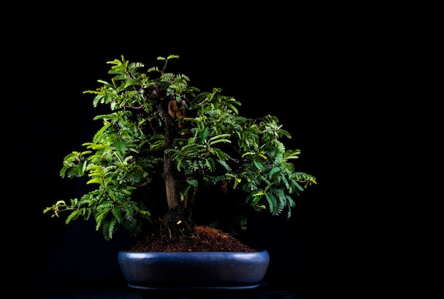 Árbol de los bonsais en una mesa