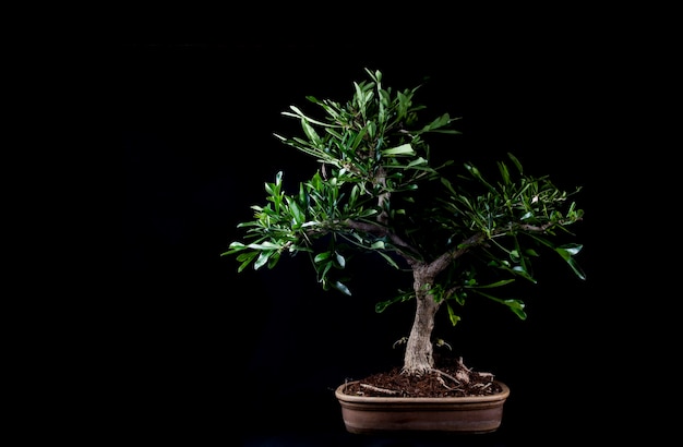 Árbol de los bonsais en una mesa