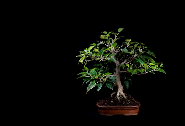 Árbol de los bonsais en una mesa