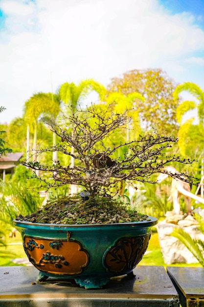 Árbol bonzai en la mesa de madera en el jardín