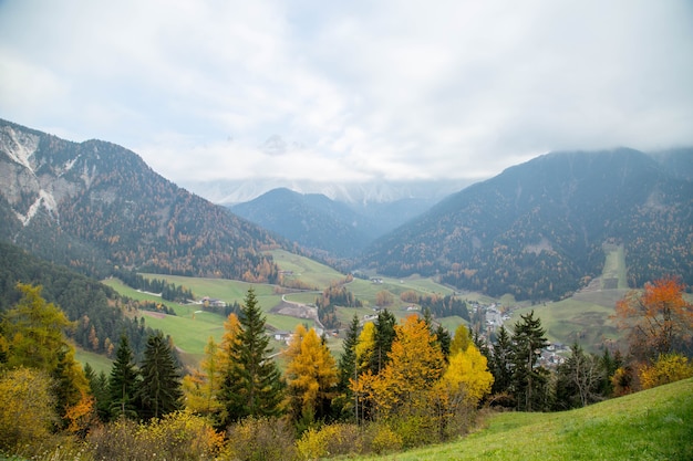 Árbol del bosque de pinos en Bolzano, Italia.