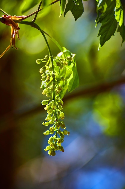 Árbol en el bosque con plántulas inusuales que crecen en primavera y fondo suave