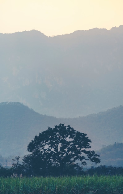 Árbol en el bosque tropical