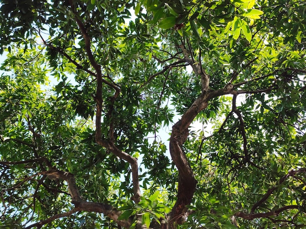 Árbol del bosque verde bajo un fondo de sol brillante