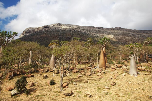 Árbol botella en la meseta de Homhil isla de Socotra océano Índico Yemen