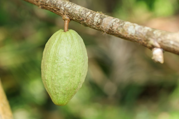 Árbol de cacao (Theobroma cacao). Vainas de cacao orgánico en la naturaleza.