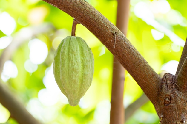 Árbol de cacao (Theobroma cacao). Vainas de cacao orgánico en la naturaleza.