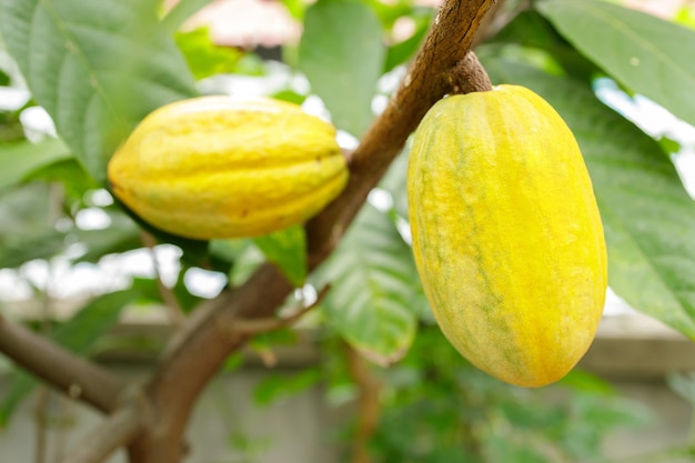 Árbol de cacao (Theobroma cacao). Vainas de cacao orgánico en la naturaleza.