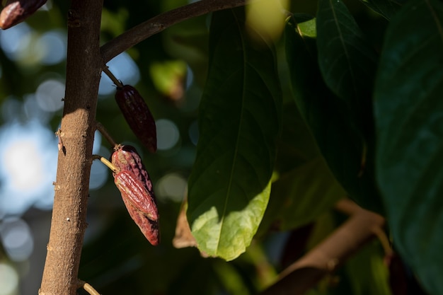 Árbol de cacao (Theobroma cacao). Vainas de cacao orgánico en la naturaleza.