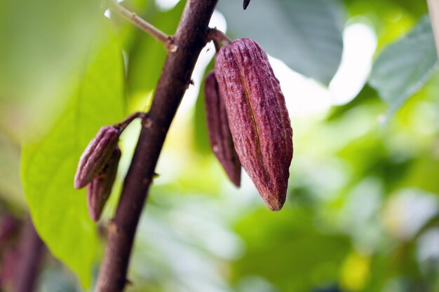 Árbol de cacao (Theobroma cacao). Vainas de cacao orgánico en la naturaleza.