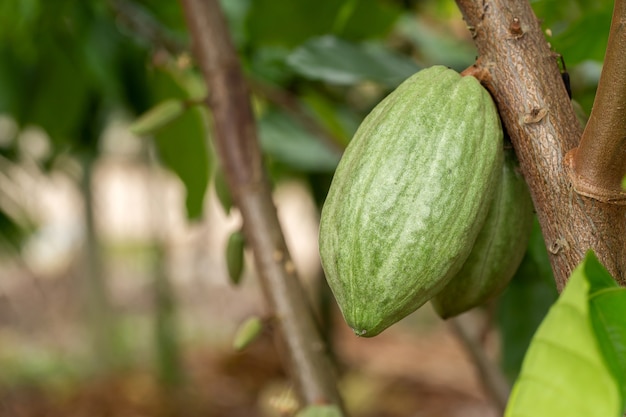 Árbol del cacao (Theobroma cacao). Vainas de cacao orgánico en la naturaleza.