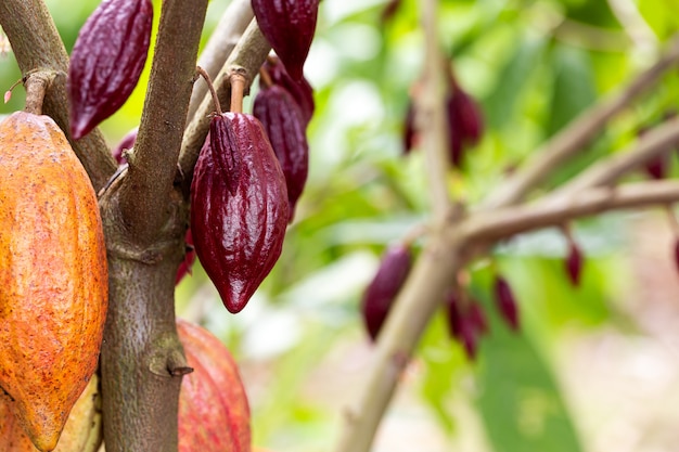 Árbol del cacao (Theobroma cacao). Vainas de cacao orgánico en la naturaleza.