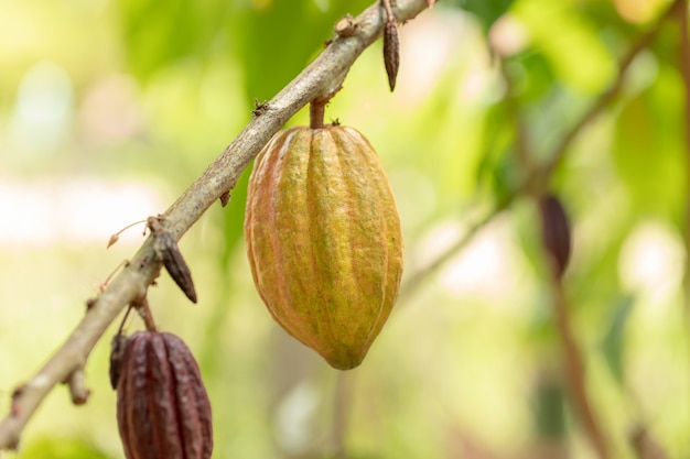 Árbol de cacao (Theobroma cacao). Vainas de frutas de cacao orgánico en la naturaleza.