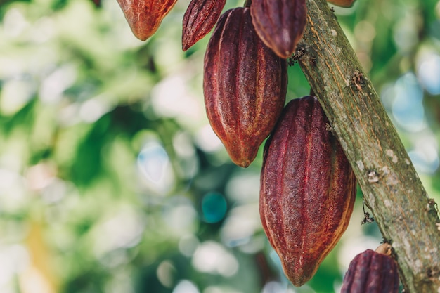 Árbol de cacao (Theobroma cacao). Vainas de frutas de cacao orgánico en la naturaleza.