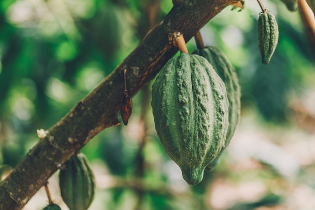 Árbol de cacao (Theobroma cacao). Vainas de frutas de cacao orgánico en la naturaleza.