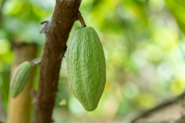 Árbol de cacao (Theobroma cacao). Vainas de frutas de cacao orgánico en la naturaleza.