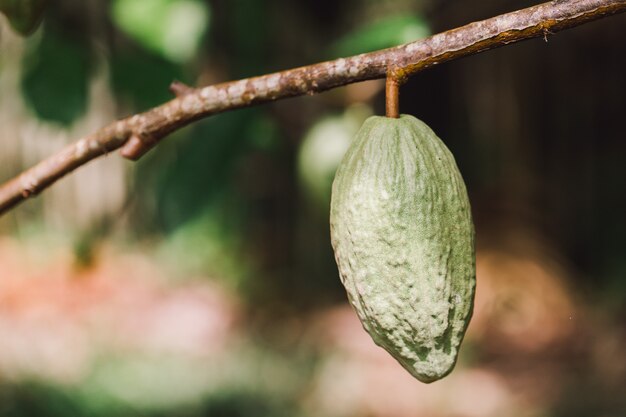 Árbol de cacao (Theobroma cacao). Vainas de frutas de cacao orgánico en la naturaleza.