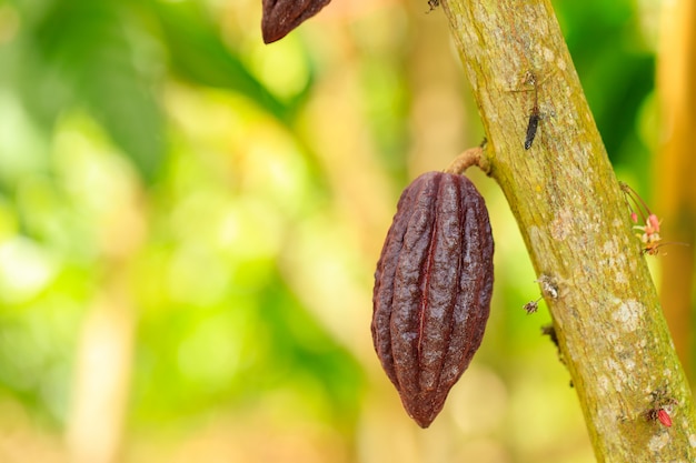 Árbol de cacao (Theobroma cacao). Vainas de frutas de cacao orgánico en la naturaleza.
