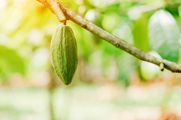 Árbol de cacao Theobroma cacao Vainas de frutas de cacao orgánico en la naturaleza