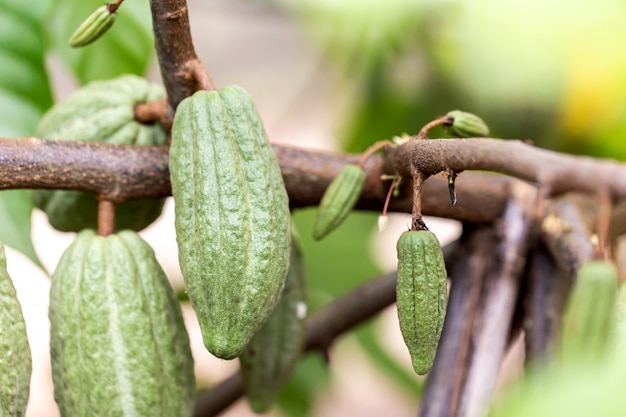 Árbol del cacao (Theobroma cacao). Vainas orgánicas de la fruta del cacao en naturaleza.