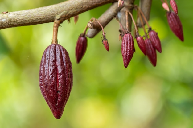 Árbol de cacao (Theobroma cacao)