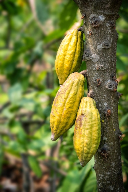 Árbol de cacao con vainas de cacao en una granja orgánica