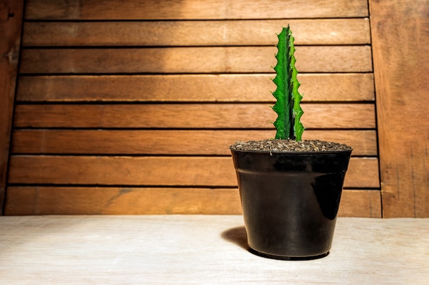 Árbol de cactus en una olla negra sobre un fondo de madera