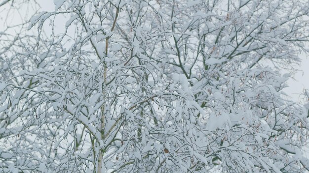 Árbol caducifolio como el abedul desnudo y sin hojas cubierto de cargas de nieve congelan las ramas hojas