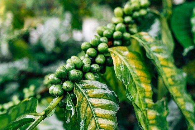 Árbol de café con granos de café verdes en la rama.