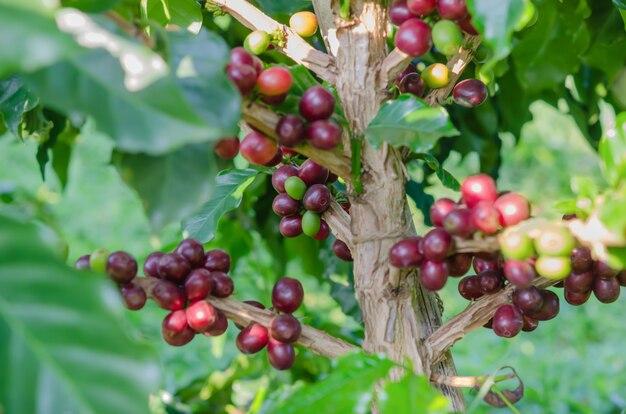 Árbol de café