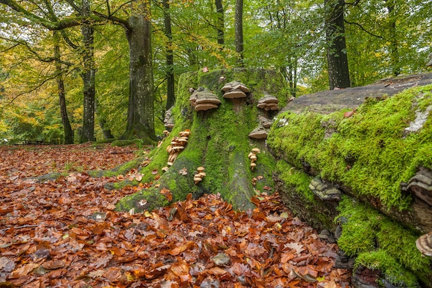 Árbol caído con formaciones de hongos que crecen en él en el bosque verde mágico