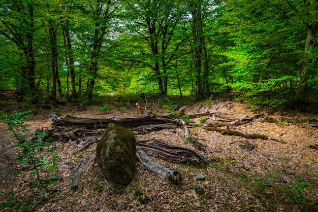 Árbol caído en el misterioso bosque verde