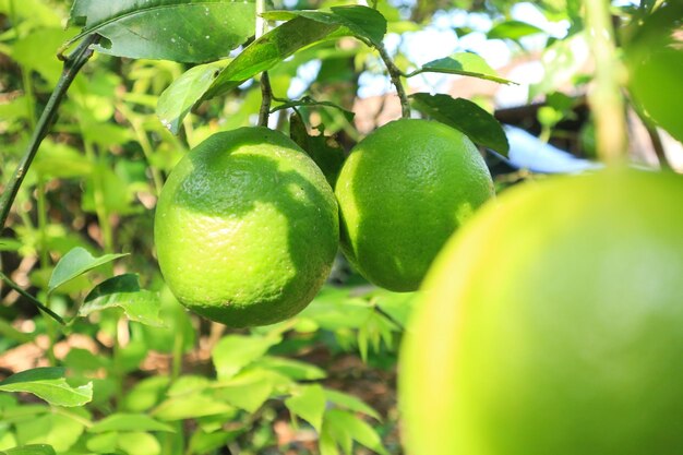 Árbol de cal con frutas closeup