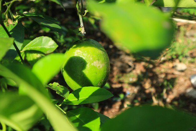 Árbol de cal con frutas closeup