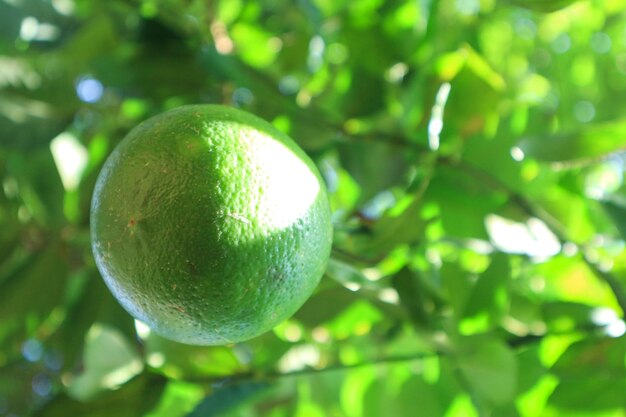 Árbol de cal con frutas closeup