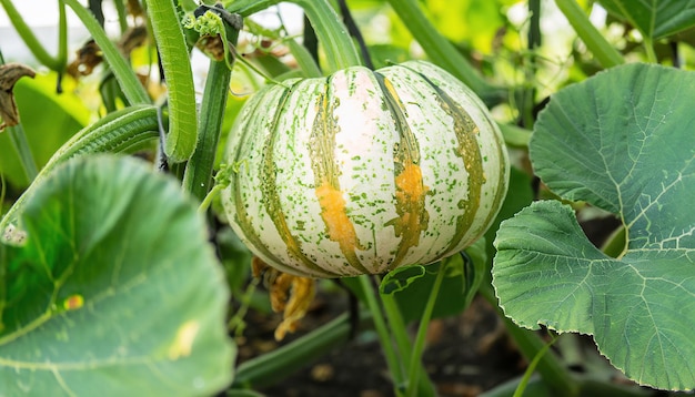 Árbol de calabaza verde de enfoque selectivo en el jardín