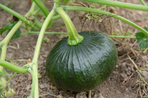 Árbol de calabaza verde en el suelo en el jardín