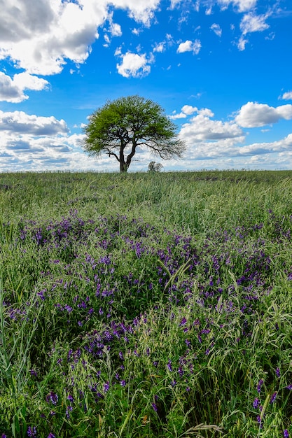 Árbol caldén paisaje La Pampa Argentina