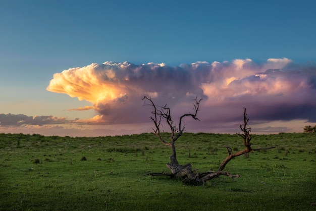 Árbol caldén paisaje provincia de La Pampa Patagonia Argentina