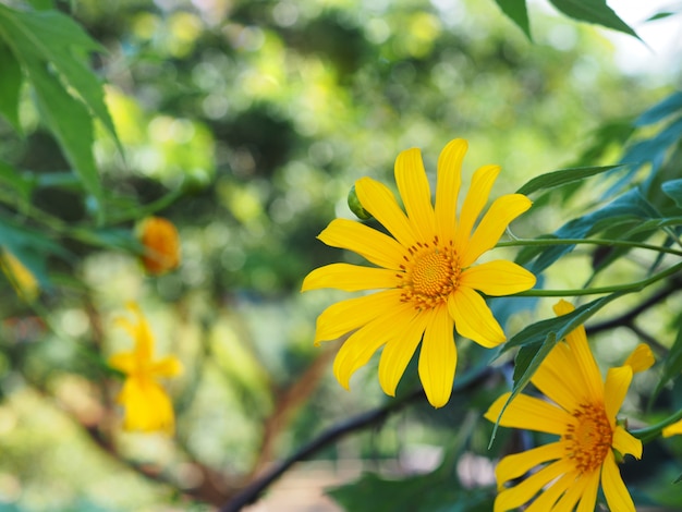 Árbol de caléndula, girasol mexicano