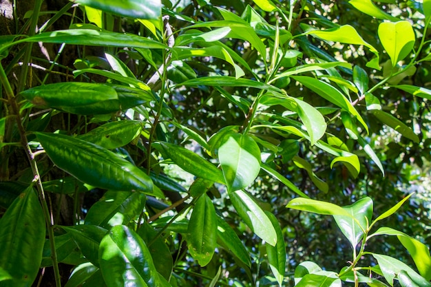 Árbol Cammelia japonica Teaceaea