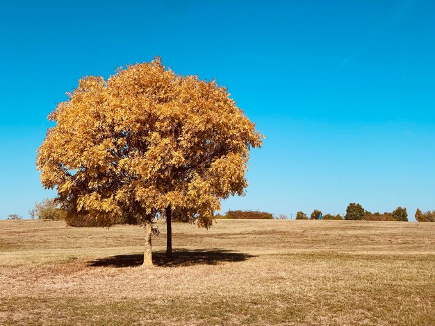 Árbol en el campo contra el cielo azul claro