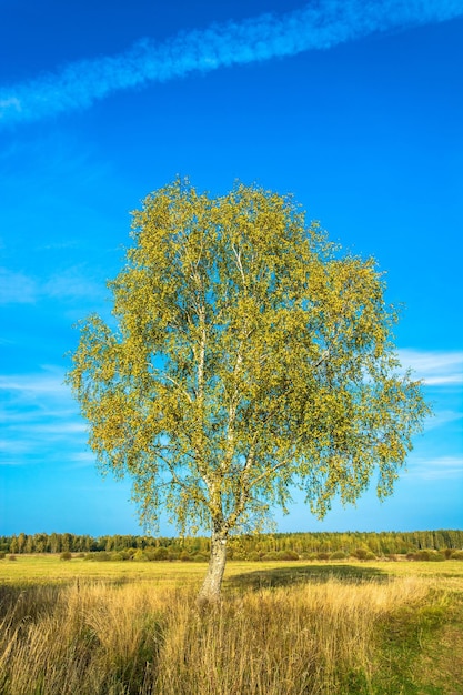 Árbol en el campo contra el cielo azul