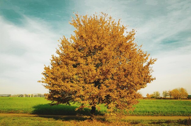 Árbol en el campo contra el cielo durante el otoño