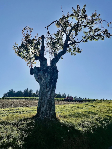 Árbol en el campo contra el cielo